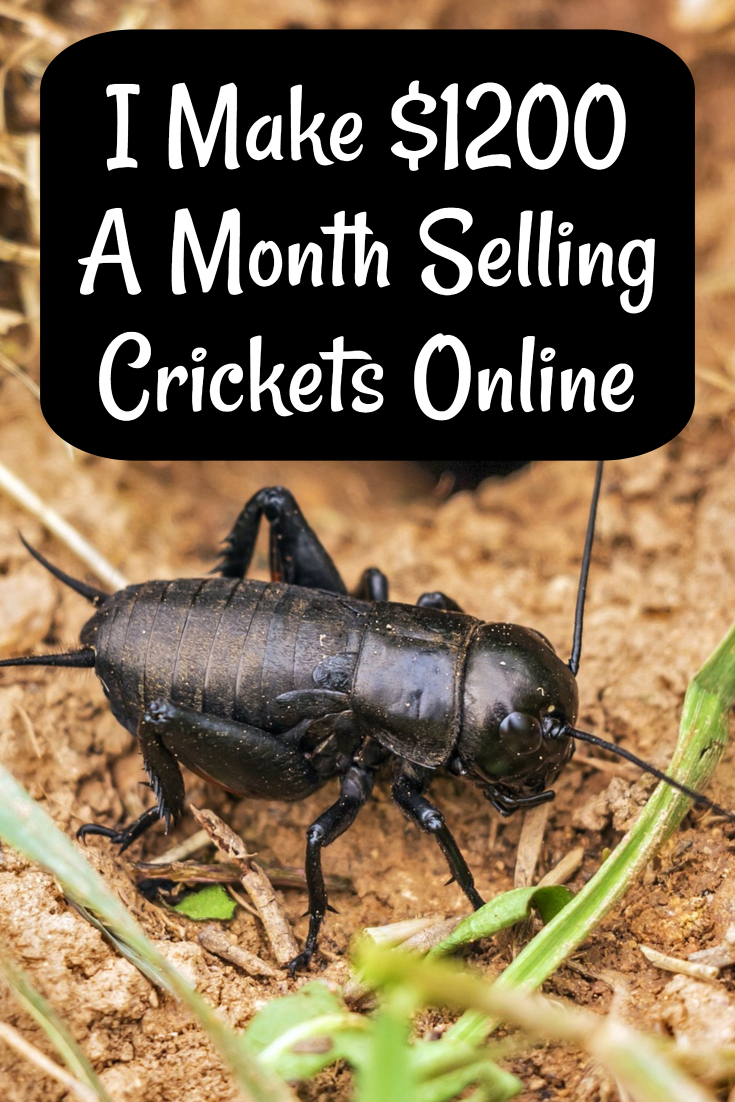 How I Make 1200 Per Month Selling Live Crickets Work In My Pajamas